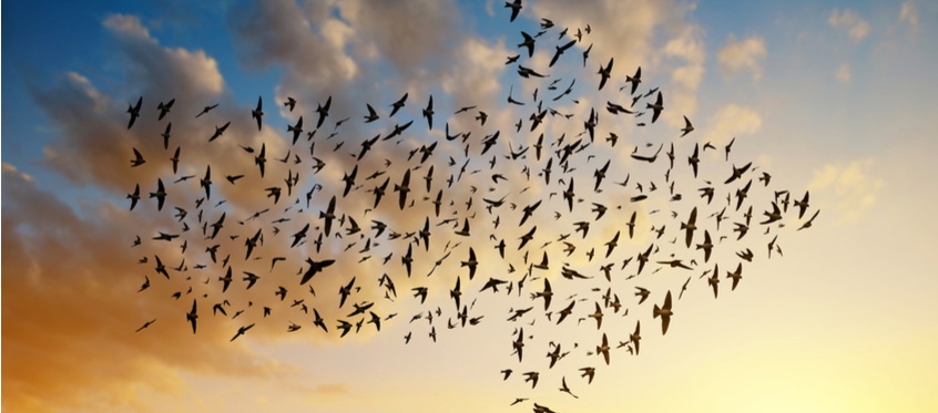 Cloud Migration Concept With Birds