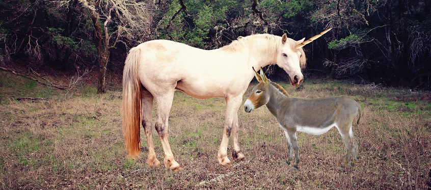 Unicorn And Donkey In Forest