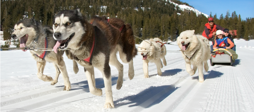 Dog Sledding Adventure in Snowy Mountains